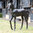 Standing Life Size Foal Garden Statue