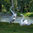 Pair of Garden Swans in Flight Sculpture